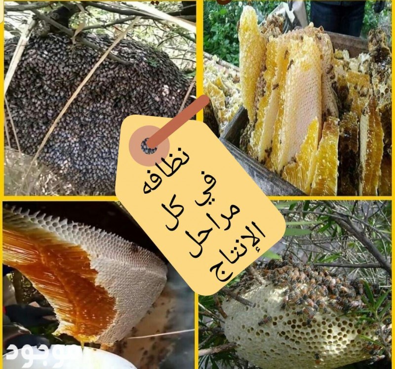 عسل السدر الجبلي السعودية