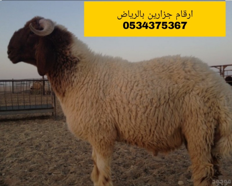 افضل قصاب بالرياض 0534375367 جزار بالرياض 