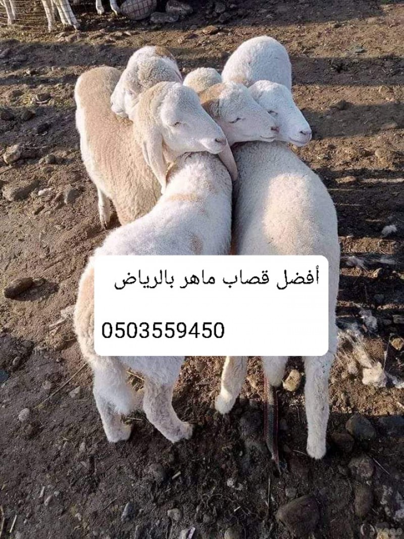 قصاب ماهر جنوب الرياض حي السويدي 0503559450