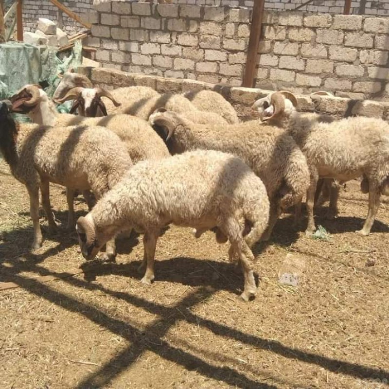 قصاب ماهر بالرياض 0510735689 قصابين بالرياض 