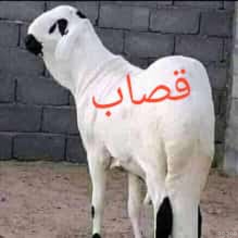 mojod