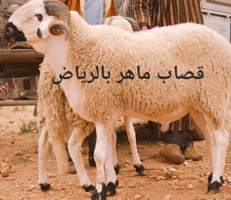 mojod