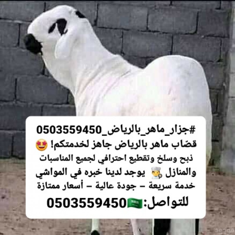 mojod