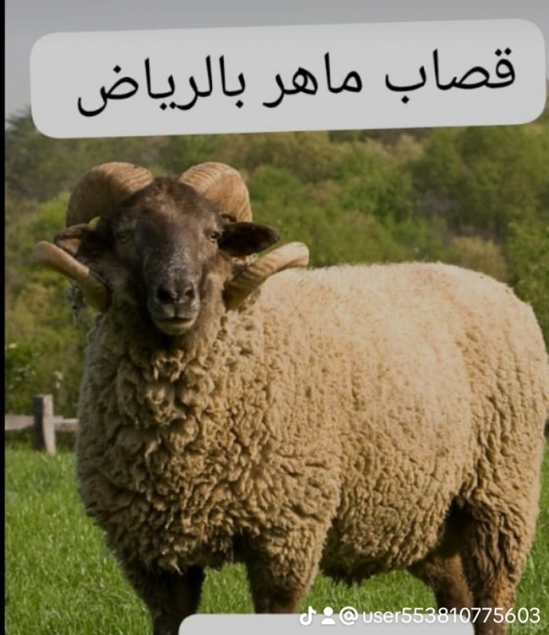 mojod