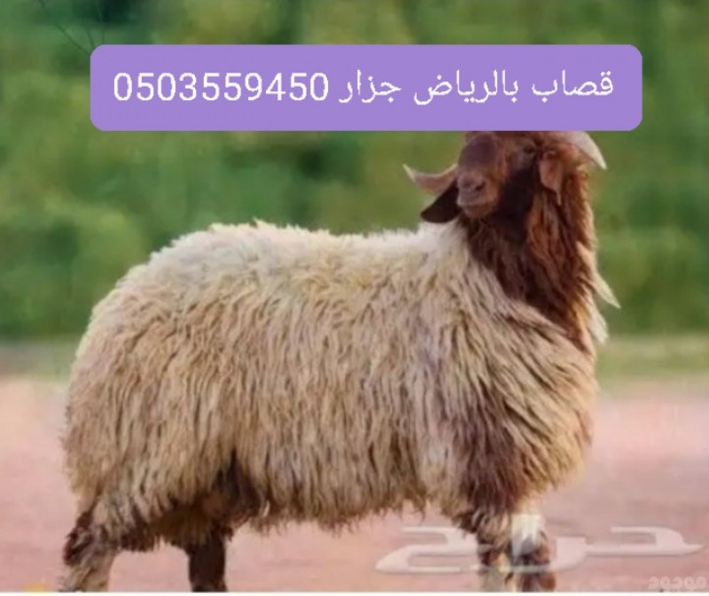 mojod