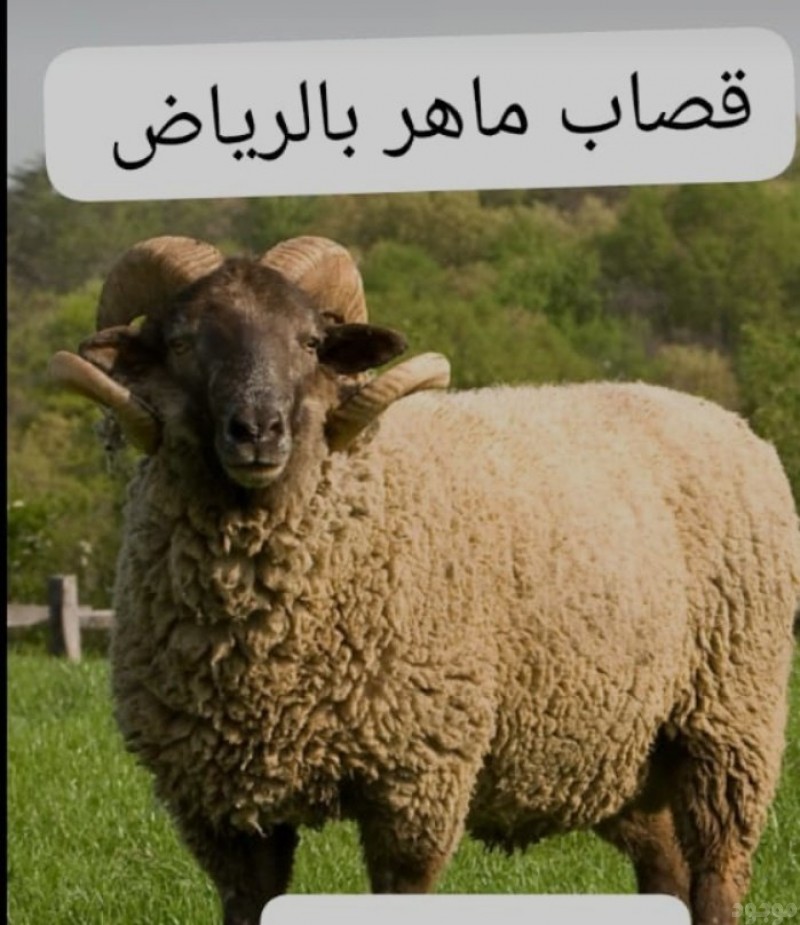mojod